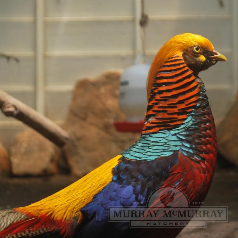 Wanted - Mature Red Golden Rooster