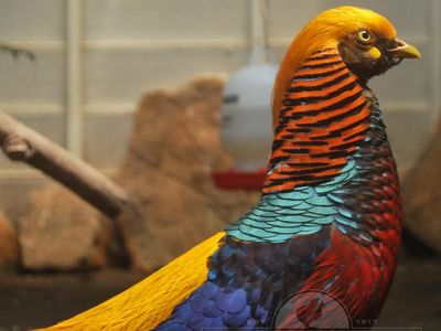 Wanted - Mature Red Golden Rooster