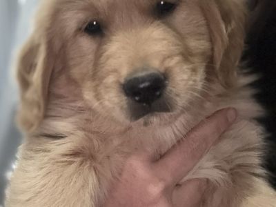 Golden Retriever Puppies