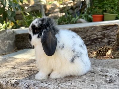 Beautiful Holland Lop Doe Ready Now!