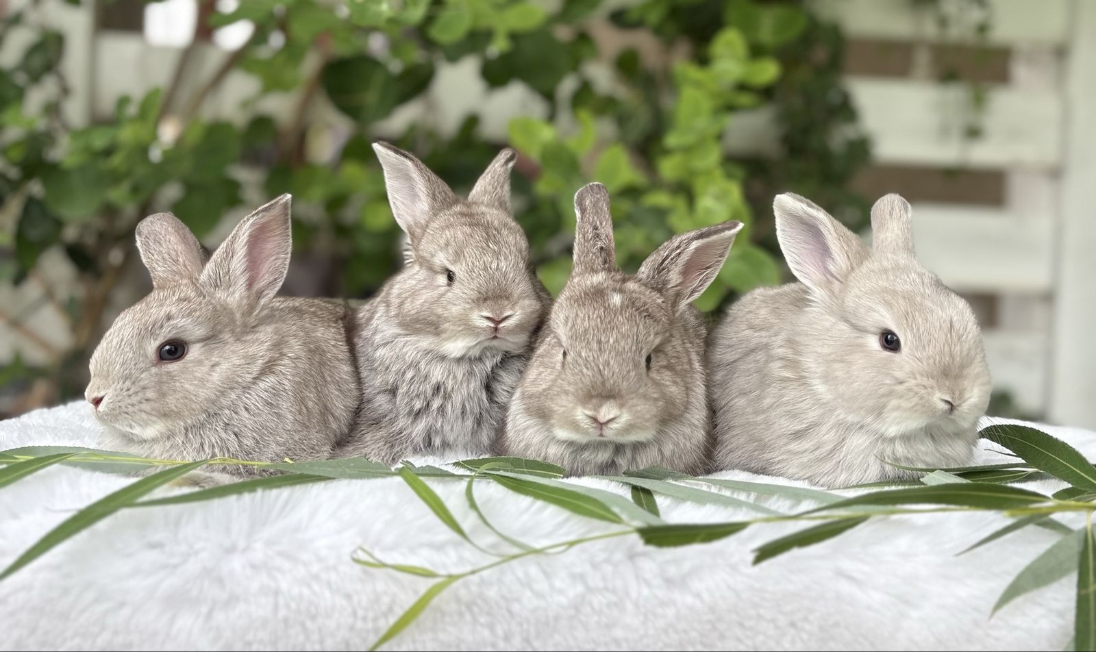 Pedigreed English Angora Baby Bunnies | Rare Colors