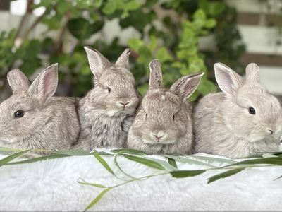 Pedigreed English Angora Baby Bunnies | Rare Colors