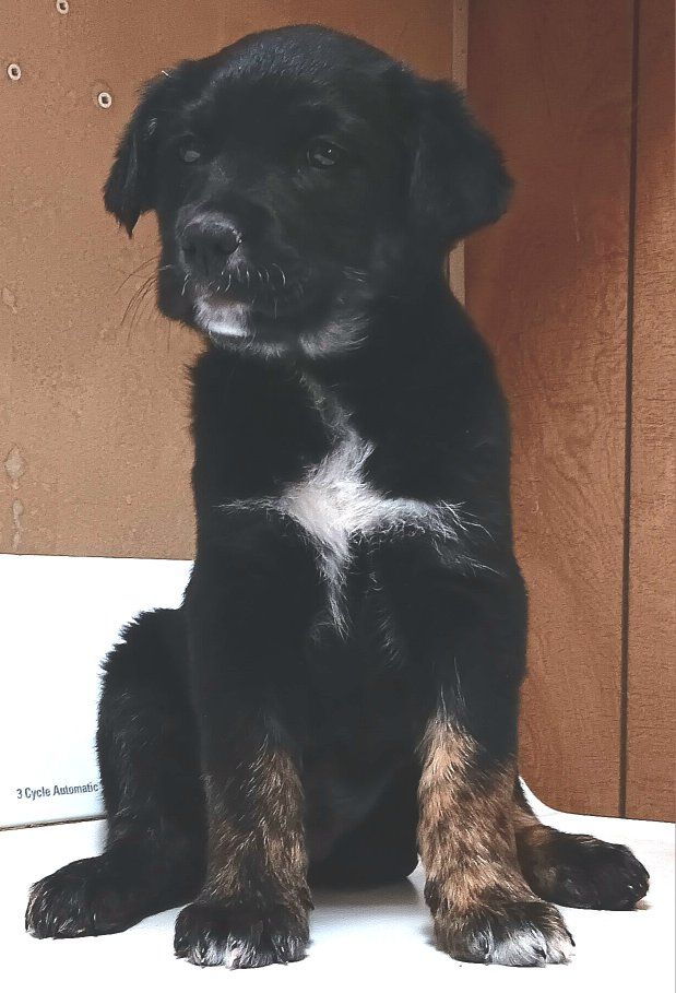 *LAST 3* Mini Aussie/ AKC Golden Retriever Puppies