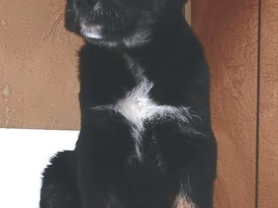 *LAST 3* Mini Aussie/ AKC Golden Retriever Puppies