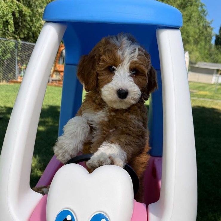 Mini Goldendoodle Puppies