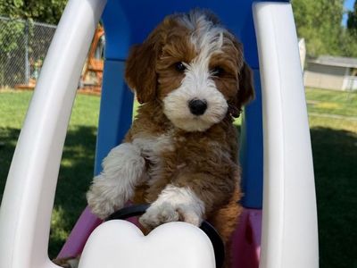 Mini Goldendoodle Puppies