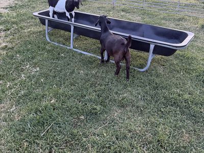 Boer buckling