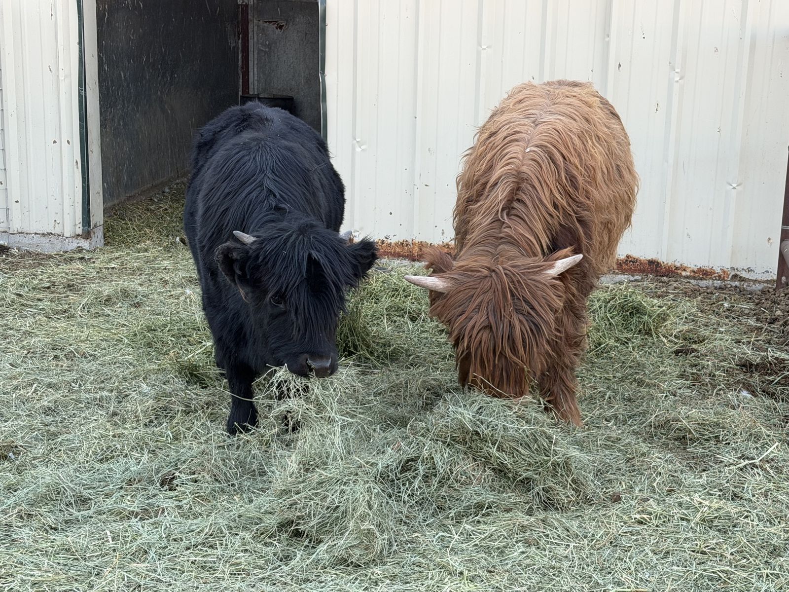 7 Mo. Old Black Highland Heifer