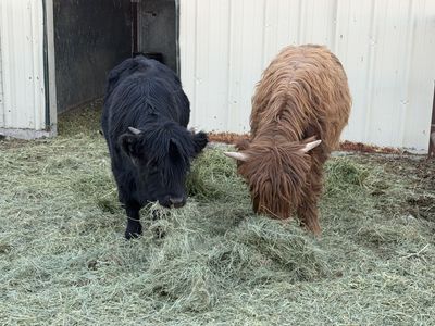 7 Mo. Old Black Highland Heifer