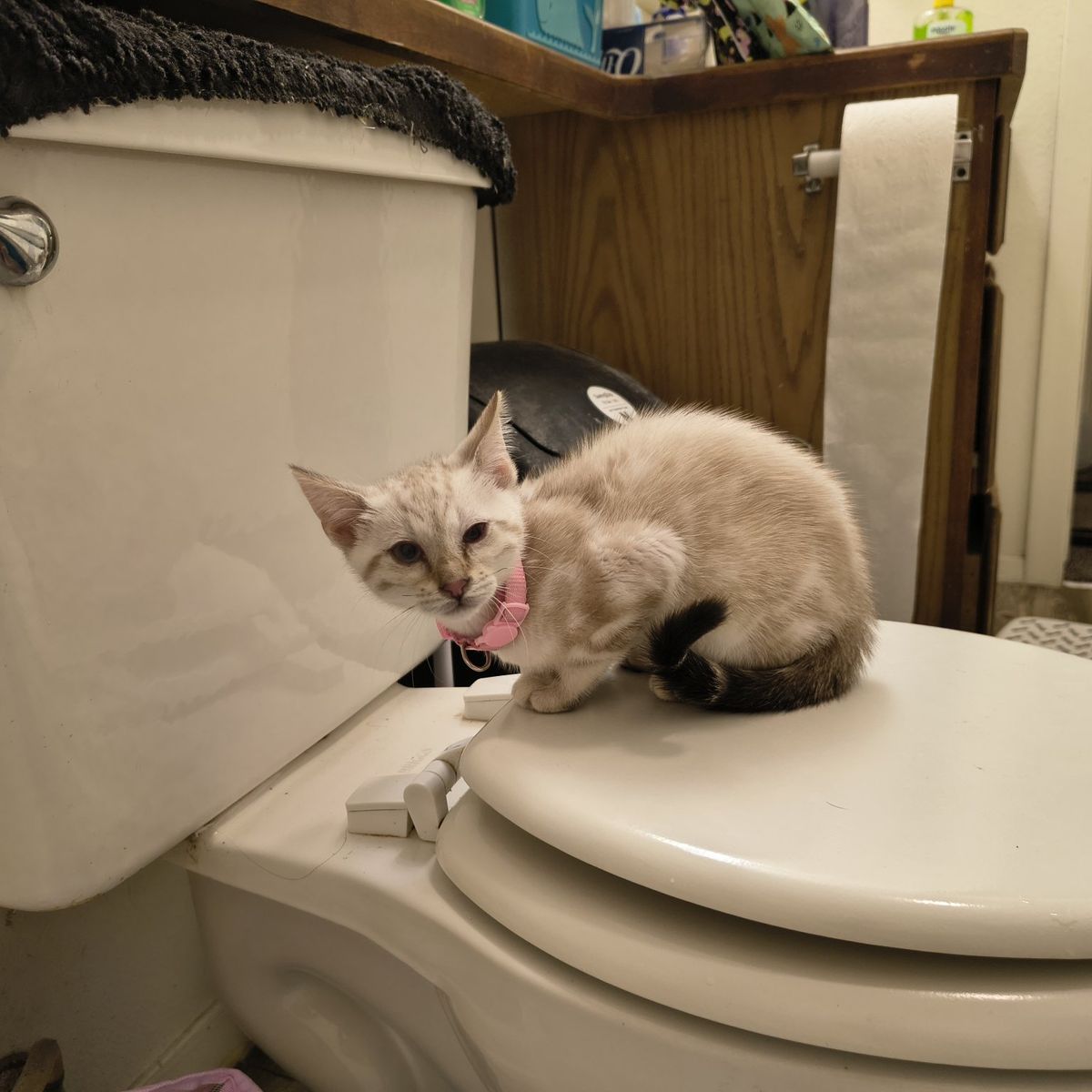 purebred marble Bengal kittens for sale please read ad they are ready for their new homes