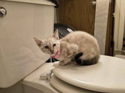 purebred marble Bengal kittens for sale please read ad they are ready for their new homes