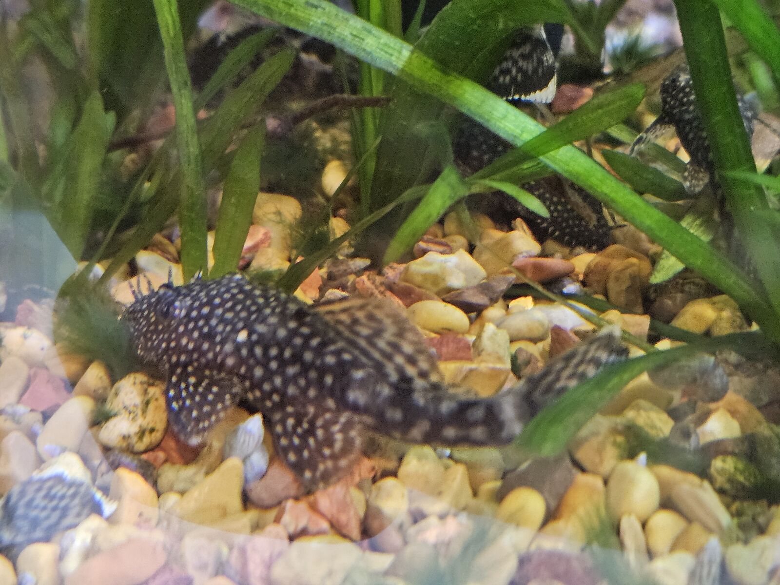 Bristlenose Plecos