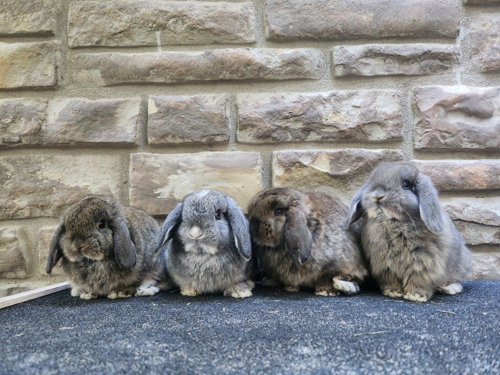 Adorable Holland Lop Baby Bunnies – Ready June 20th