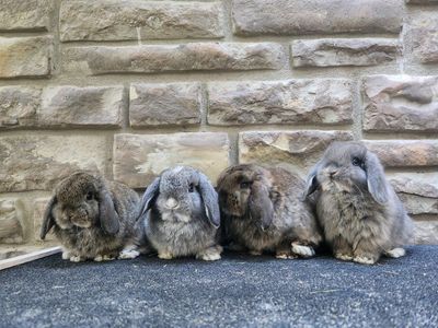 Adorable Holland Lop Baby Bunnies – Ready June 20th