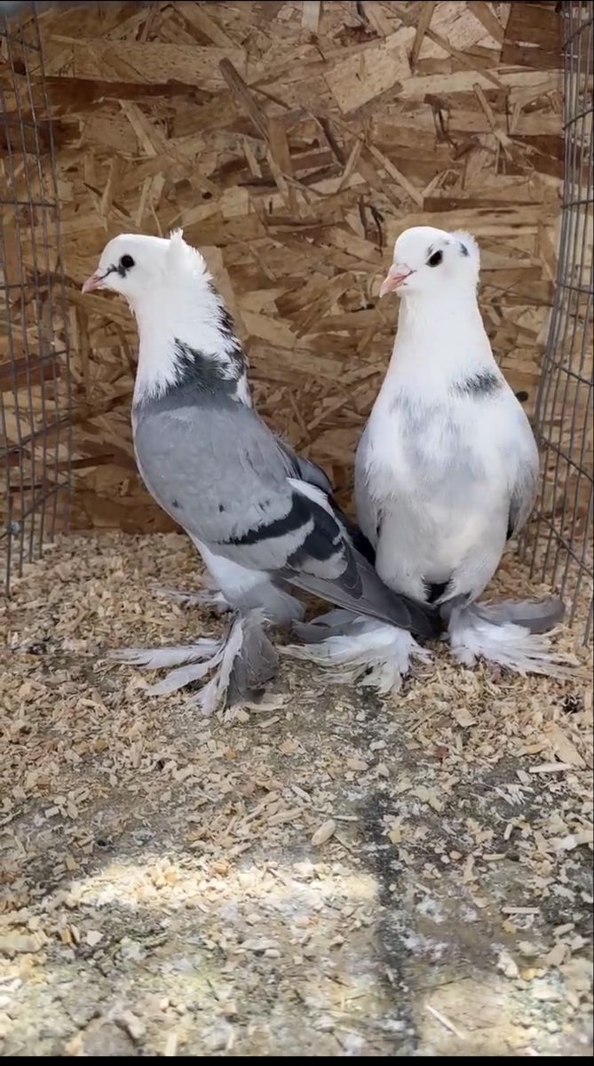 Birds