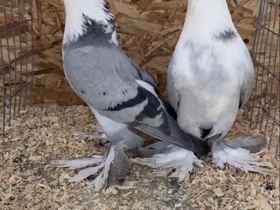 Birds