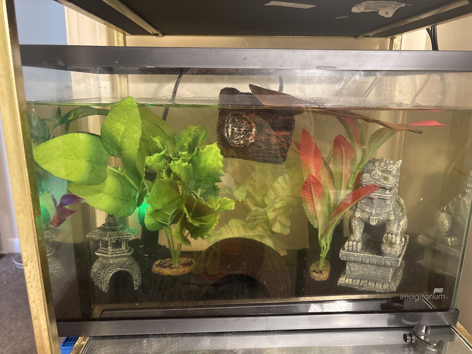 Betta needs a new home