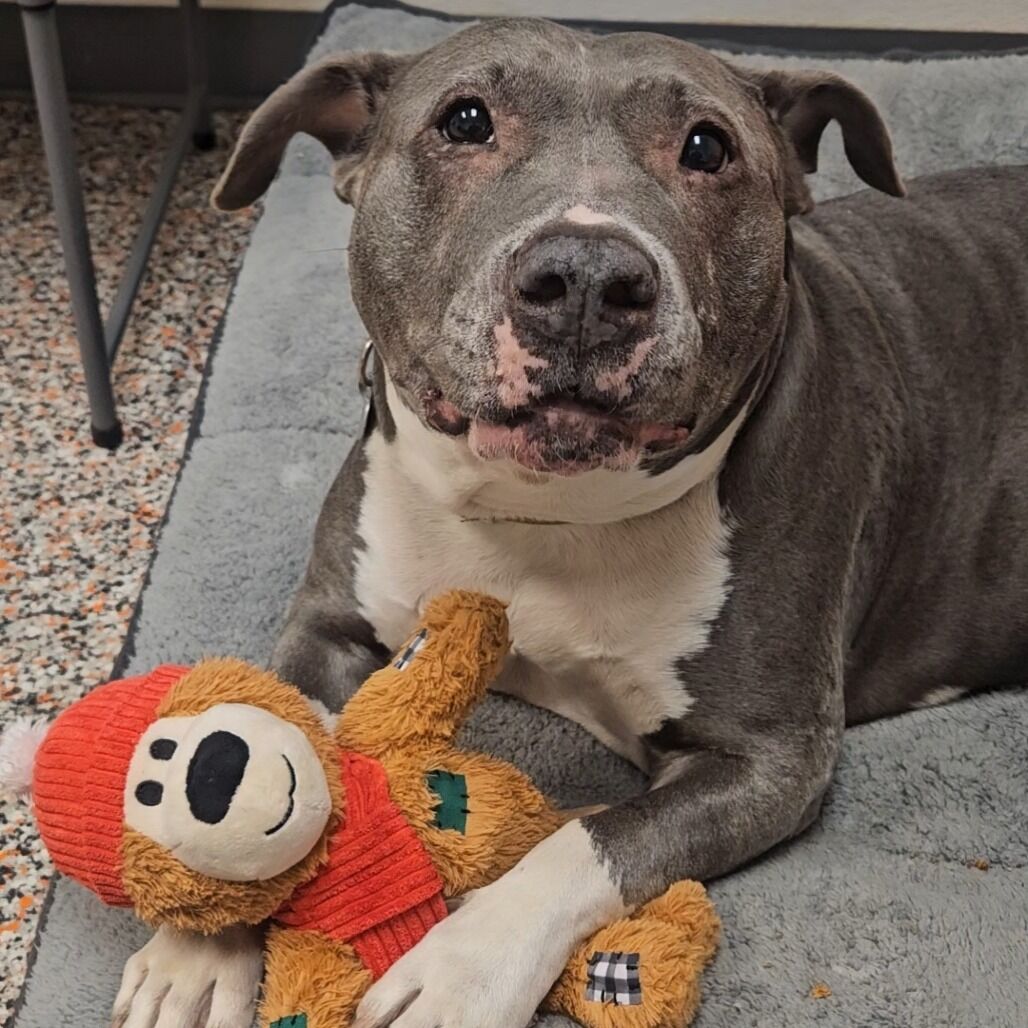 Hello my name is Hattie