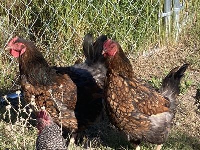 Laying Hens Wyandottes, Ameracauna, Cream Legbar