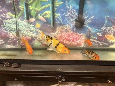 Rehoming koi fish and gold fish