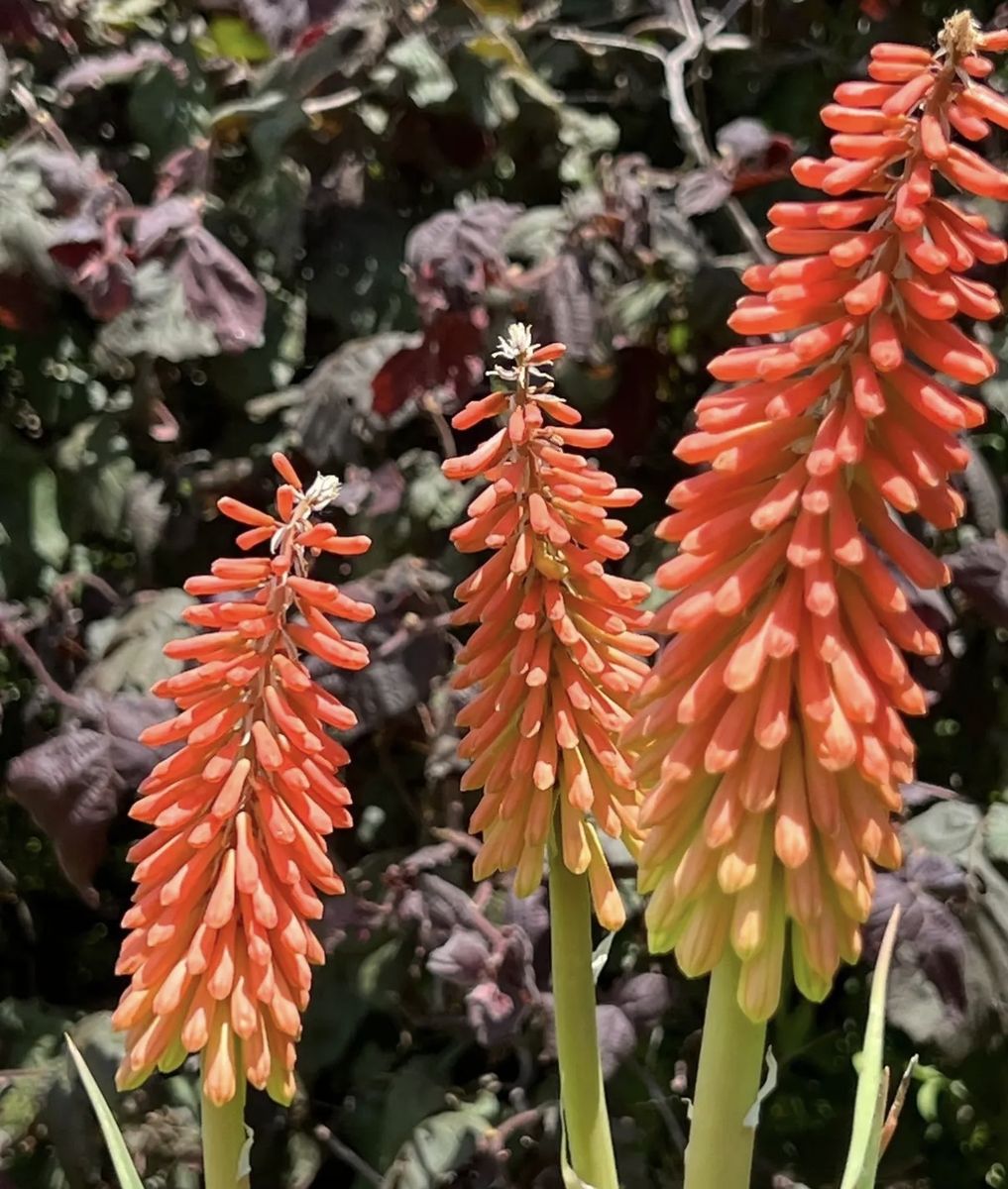 Free Red Hot Poker
