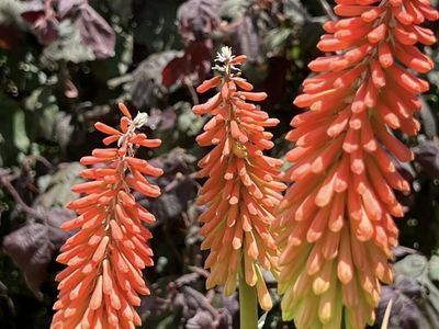 Free Red Hot Poker