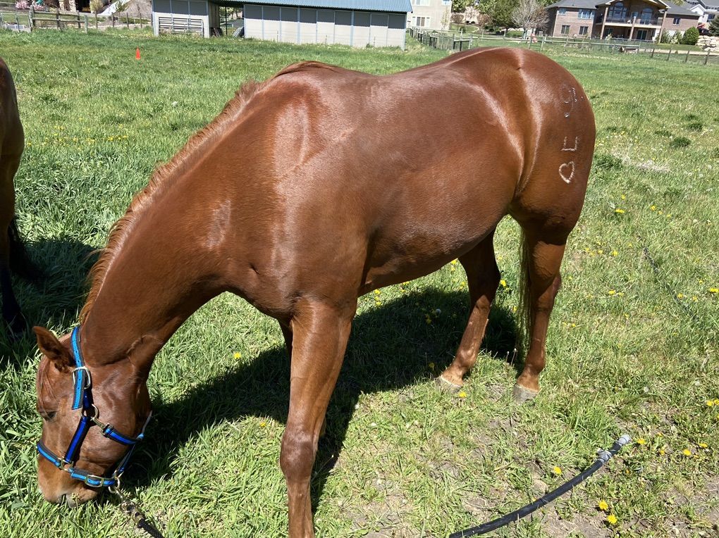 Bay & Chesnut Quarter Horses