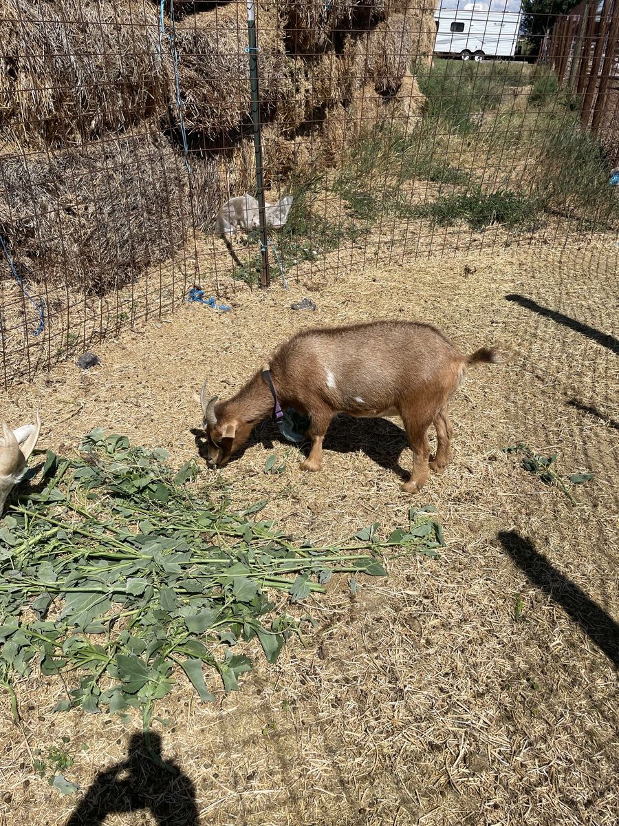 Nigerian Dwarf Goat for Sale - Farm Raised Livestock