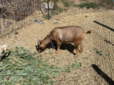 Nigerian Dwarf Goat for Sale - Farm Raised Livestock