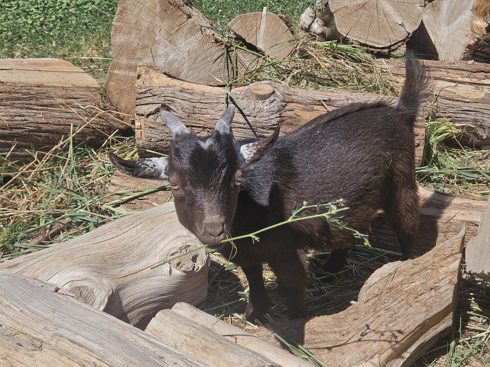 Nigerian dwarf