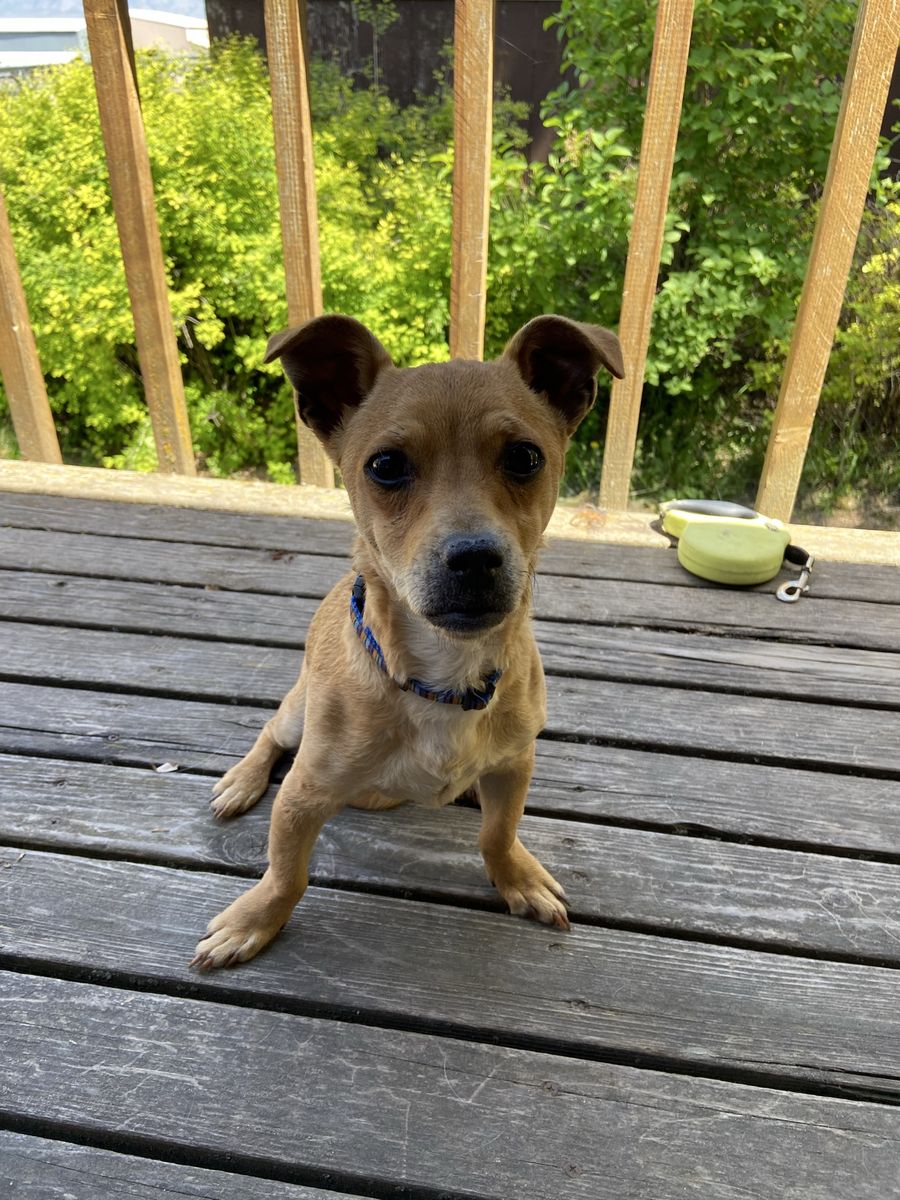 Free dog (Chihuahua mix) to good home