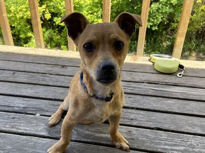 Free dog (Chihuahua mix) to good home
