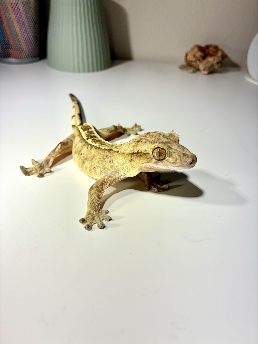Female crested gecko