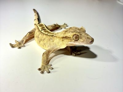 Female crested gecko
