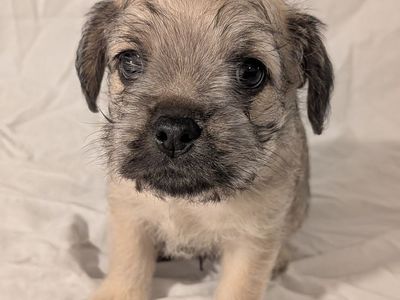 FrenchieDoodle FrenchBulldog/Doodle Hypoallergenic