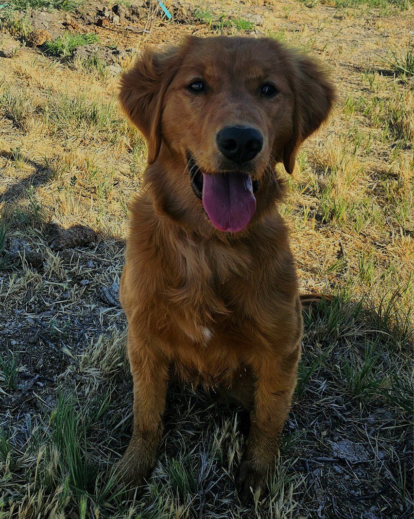 AKC DNA Dark Red Golden Retriever Puppy Program