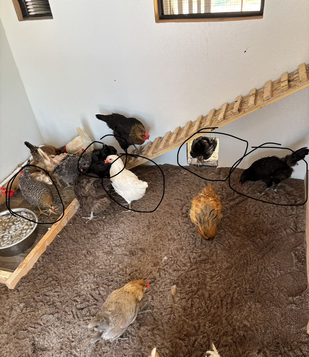 Five four month old hens