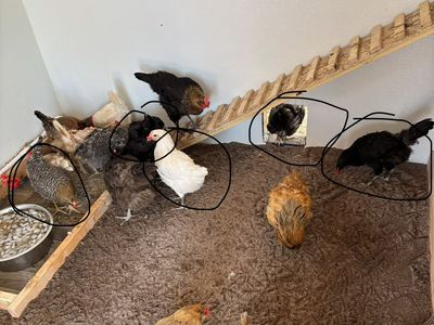 Five four month old hens