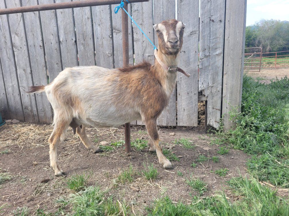 lamancha doe with 2 kids