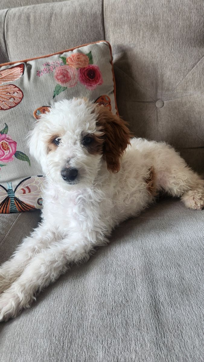 Mini Parti Bernedoodles- Only Two Left!