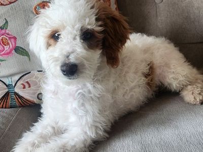 Mini Parti Bernedoodles- Only Two Left!