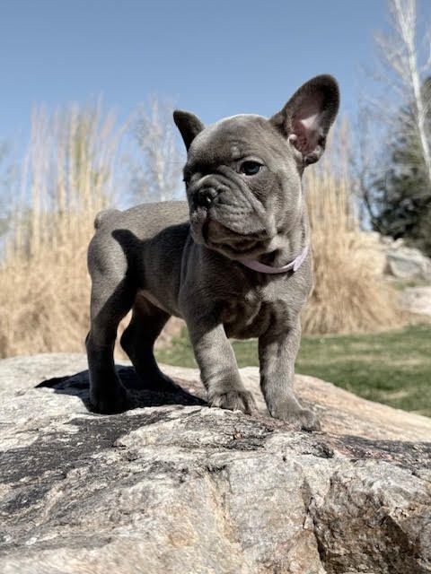 Updated Pictures and Prices 3/22/2026 French Bulldog Puppies For Sale Lilac Blue Brindle