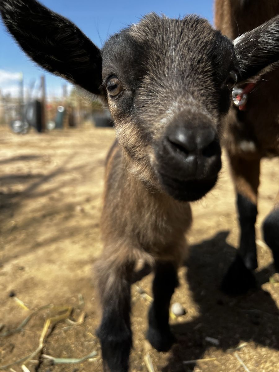 Nigerian Dwarf Doeling - ADGA Registerstable