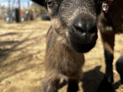 Nigerian Dwarf Doeling - ADGA Registerstable