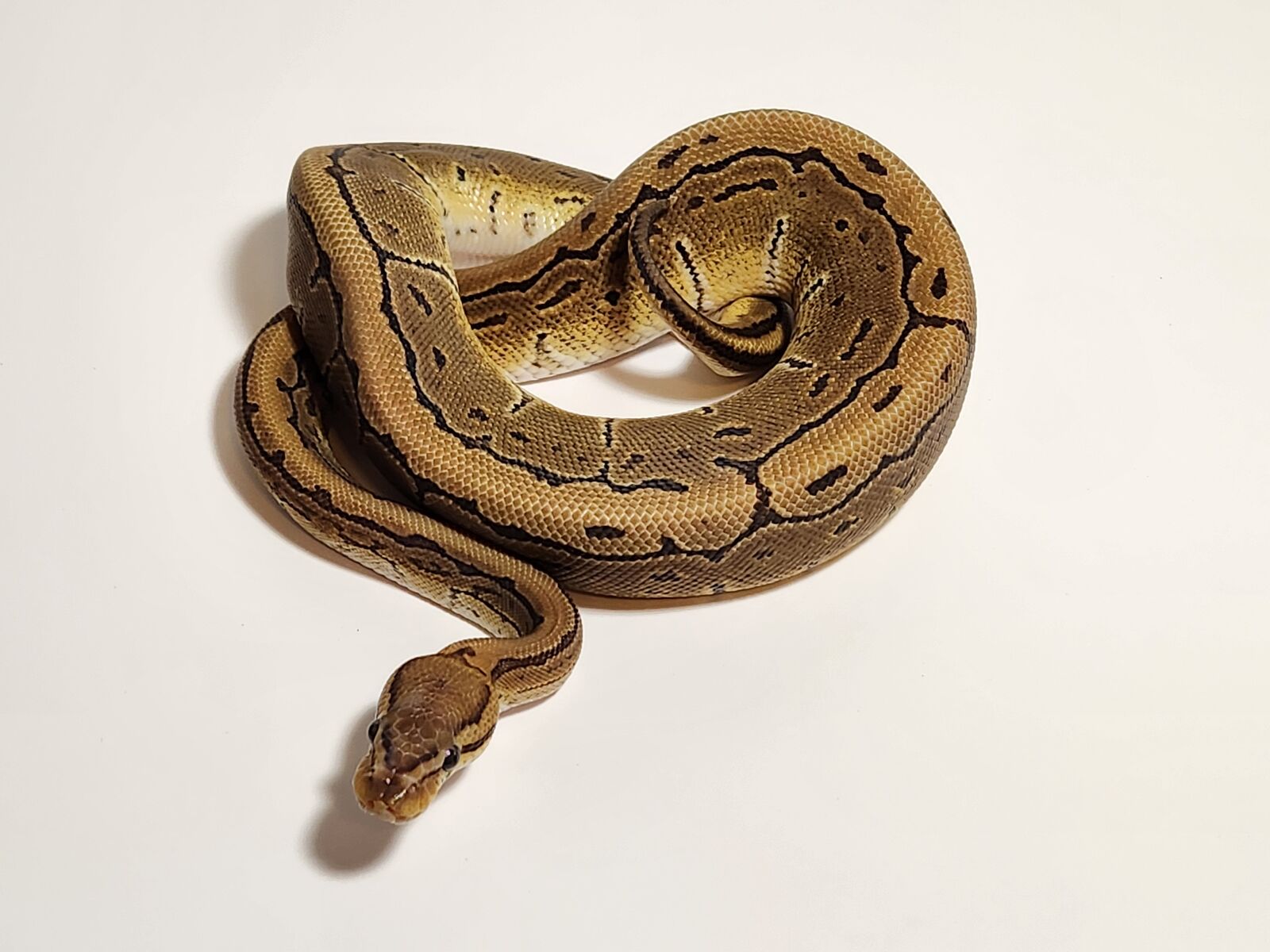 FEMALE PIN HET DG & HYPO