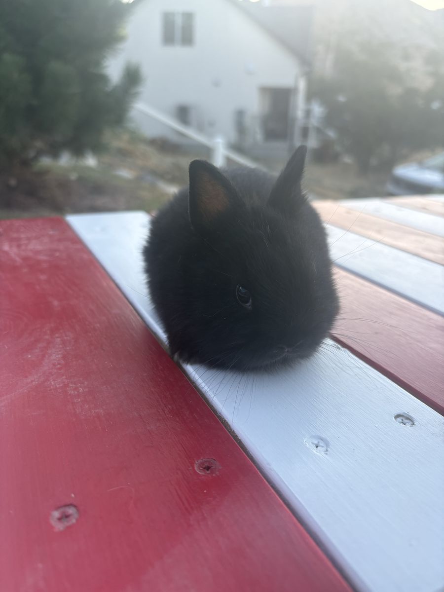 Netherland Dwarf Baby Girl Rabbit, 7 Weeks Old