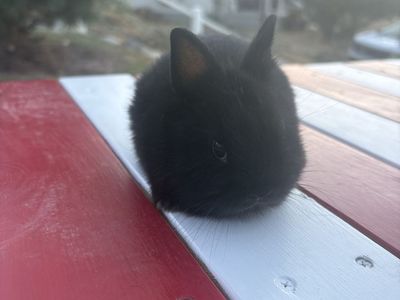 Netherland Dwarf Baby Girl Rabbit, 7 Weeks Old