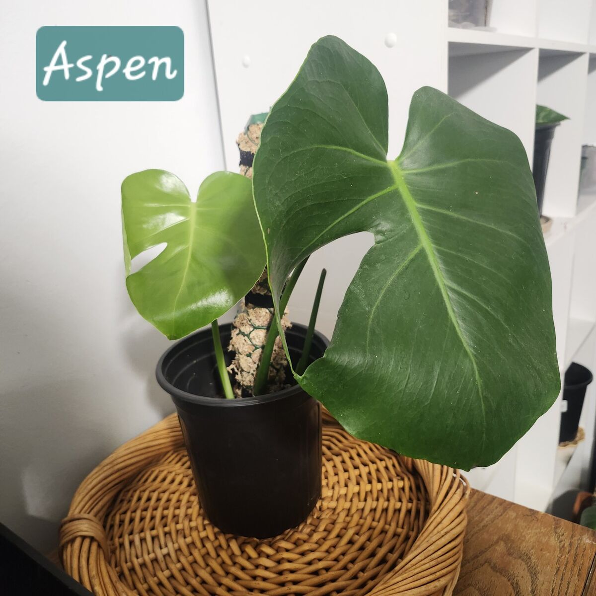 Monstera “Aspen” Deliciosa – Growing Strong