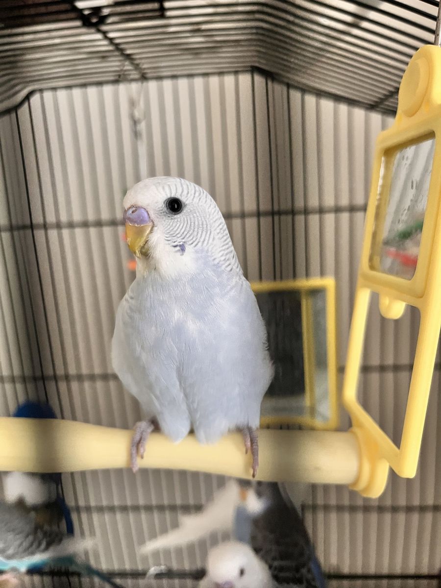 Male baby Parakeet ( 3 Months Old), baby budgie bird, RARE Color