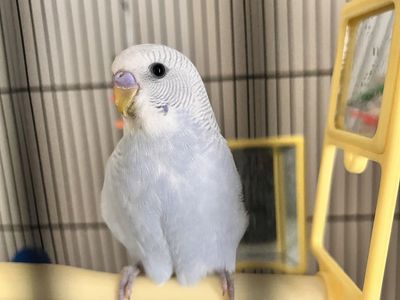 Male baby Parakeet ( 3 Months Old), baby budgie bird, RARE Color